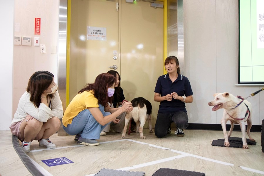 1130817老犬行為-3