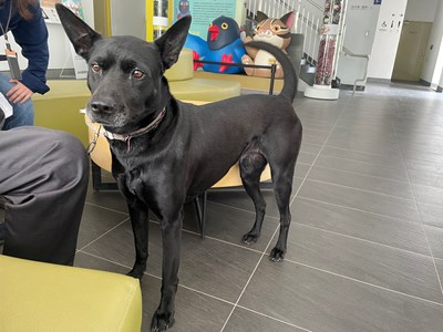 事證中犬隻照片