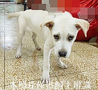 11404200007收-拾獲