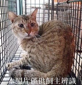11404220006收-29