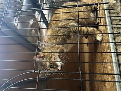 IMG_0952.jpeg