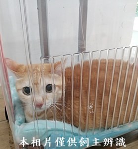 11404280004收曹先生拾獲帶回代養