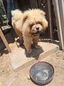 代PO陳情棄養114-03869鬆獅犬.JPG