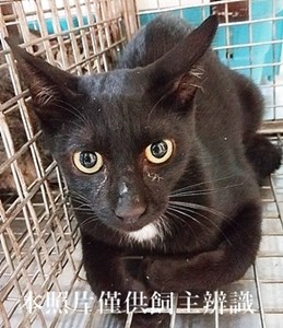 11406110009收15