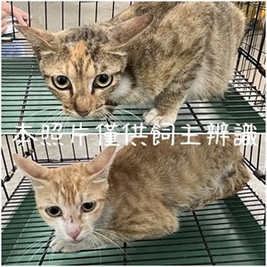 11406116001-2貓