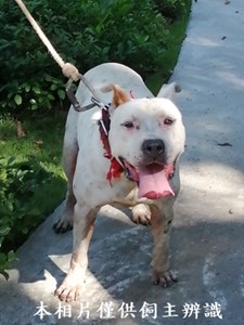 11406100010收彼特犬