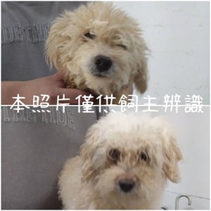 11406126004-5狗