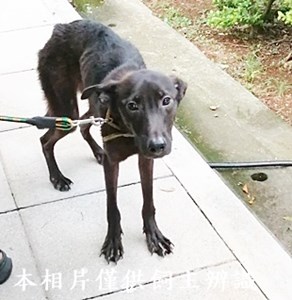 11406140007收棄養