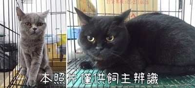 11406236001-2貓