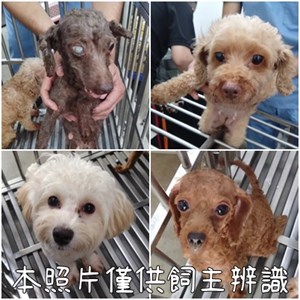 11406236003-6狗