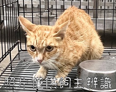 11406306004貓