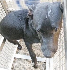 11406300013收公犬E25
