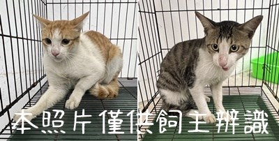 11407016005-6貓