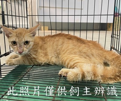 11407026001 陳1