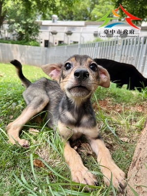 動物編號:11405078014-聖心 (3)