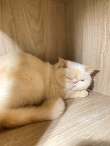 IMG_8783.jpeg