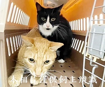 11407080001-2收棄養