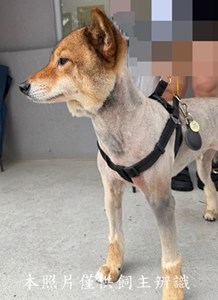 11407090013收-拾獲犬