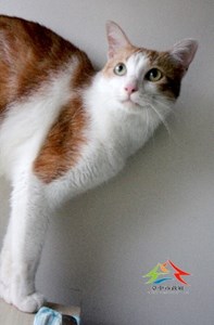 11407106005認養