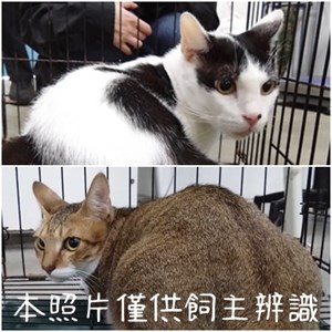 11407126008-9貓
