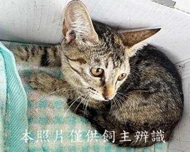 11407170020收-拾貓