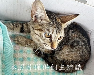 11407170020收-拾貓
