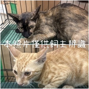 11407176001-2貓