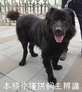 11407176004棄養