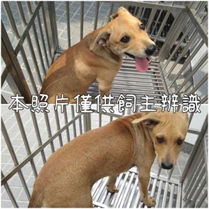 11408096003-4狗