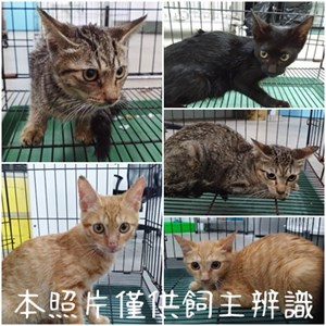 11408096005-9貓