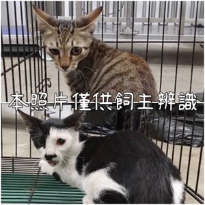 11408096013-14貓