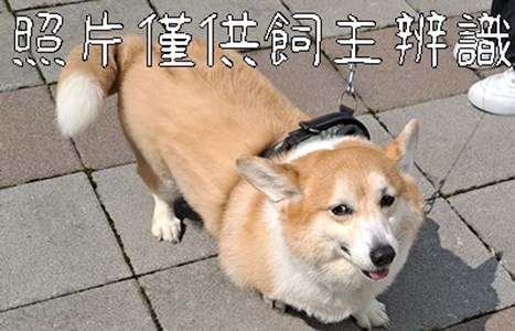 11408116002棄養_3F1