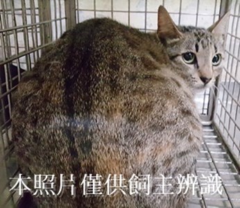 11408130012收-52
