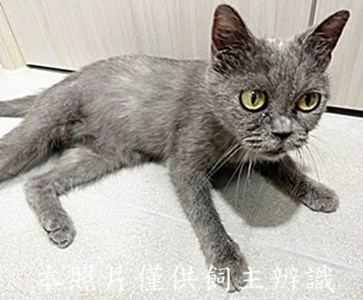 11408138004未-中途