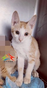 11405288002-中一 (3)