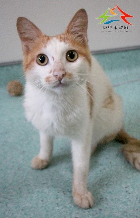 動物編號:11407266001認養-1