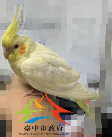 動物編號:11408298006 開放認養