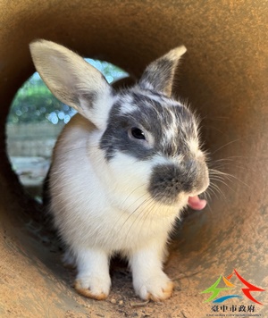 動物編號:S__61907005_0