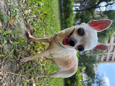 IMG_2085.jpeg