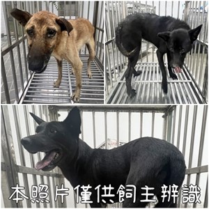 11409186001-3狗
