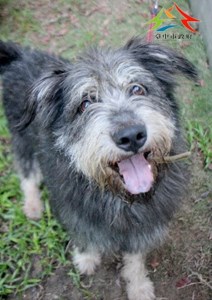 11409246001認養-94