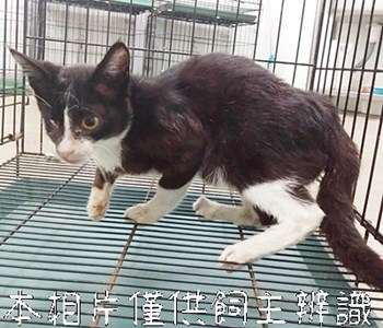 11410206005貓