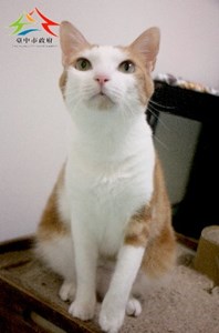 11312306006認養-3