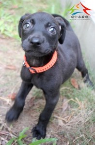 11409188003認養黑全深 (14)