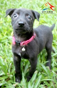 11409188004認養黑胸白 (4)