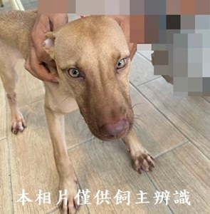 11410250006收代養