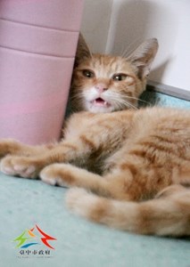 11410076001認養-992