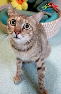 11410156001認養-994