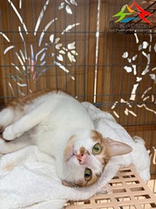 8yMoj_HE44FeNu04lWay_A