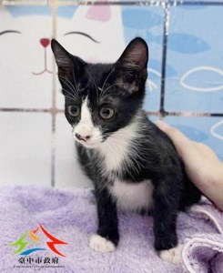 11409198008-尼昂貓